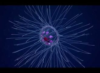 How to watch a live deep-sea exploration in the Pacific