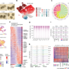 Human brain organoids record the passage of time over multiple years – Nature