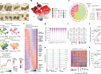 Human brain organoids record the passage of time over multiple years – Nature