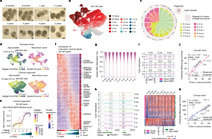 Human brain organoids record the passage of time over multiple years – Nature