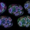 Human organoids that mimic brain development grown for years in lab