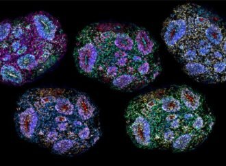 Human organoids that mimic brain development grown for years in lab