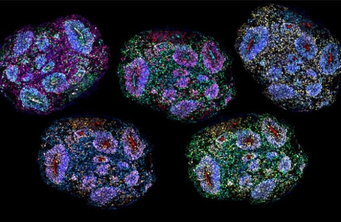 Human organoids that mimic brain development grown for years in lab