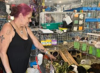 Hundreds of guinea pigs fill Massachusetts sanctuary with squeals, purrs and lots of love