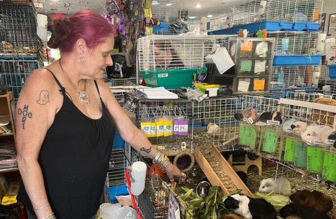 Hundreds of guinea pigs fill Massachusetts sanctuary with squeals, purrs and lots of love