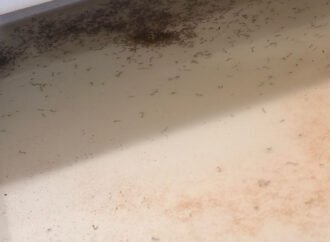 I visited Thermacell’s lab that breeds mosquitoes. It didn’t suck.