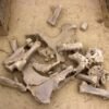 Ice Age humans preferred hunting female woolly mammoths