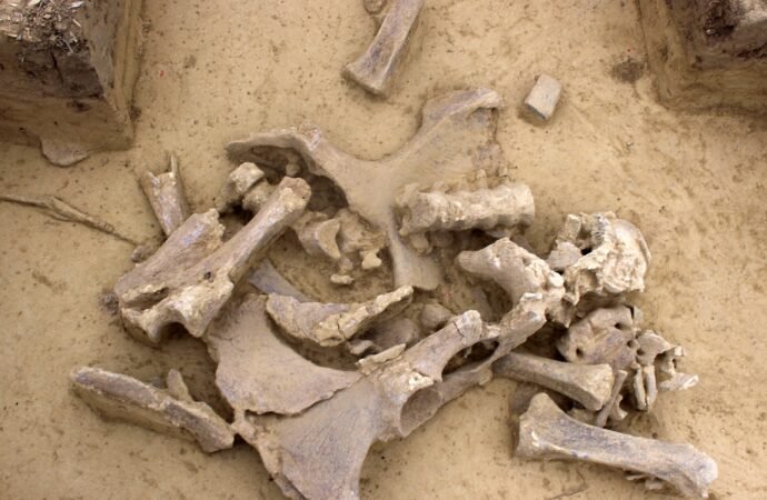 Ice Age humans preferred hunting female woolly mammoths