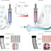 In situ particle-to-fibre transformation of hydrogels for 3D printing – Nature