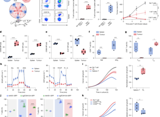 In vivo genome-wide CRISPR screens of human T cells in solid tumours – Nature