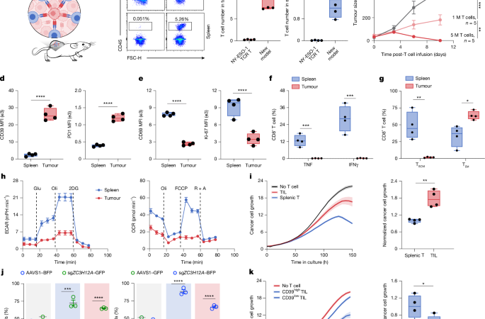 In vivo genome-wide CRISPR screens of human T cells in solid tumours – Nature