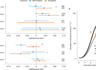 Increasing CO2 levels fertilize C4 grass production – Nature