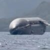 ‘Incredible’: SpaceX rocket spotted off Christmas Island coast