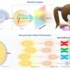 Infrared glasses could push the boundaries of human eyesight