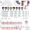 Insights into longevity and virus-driven adaptation from Myotis bat genomes – Nature
