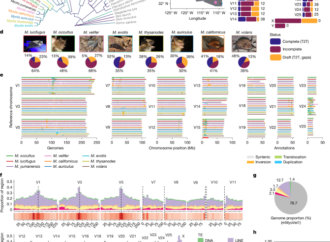 Insights into longevity and virus-driven adaptation from Myotis bat genomes – Nature