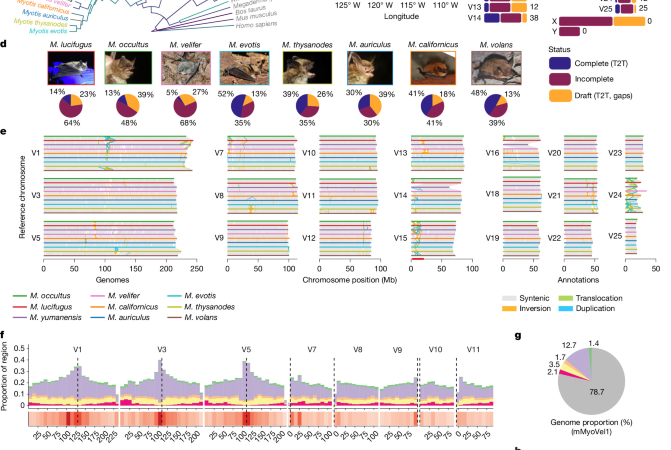 Insights into longevity and virus-driven adaptation from Myotis bat genomes – Nature