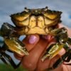 Invasive green crabs are bad for the environment so New Englanders are starting to eat more of them