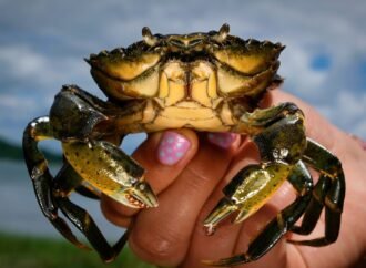 Invasive green crabs are bad for the environment so New Englanders are starting to eat more of them