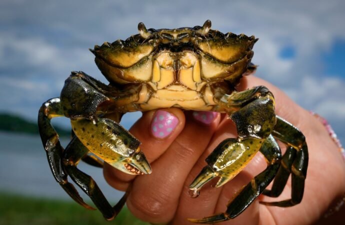 Invasive green crabs are bad for the environment so New Englanders are starting to eat more of them