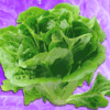Is It Safe to Eat Lettuce Yet?