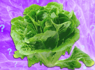 Is It Safe to Eat Lettuce Yet?