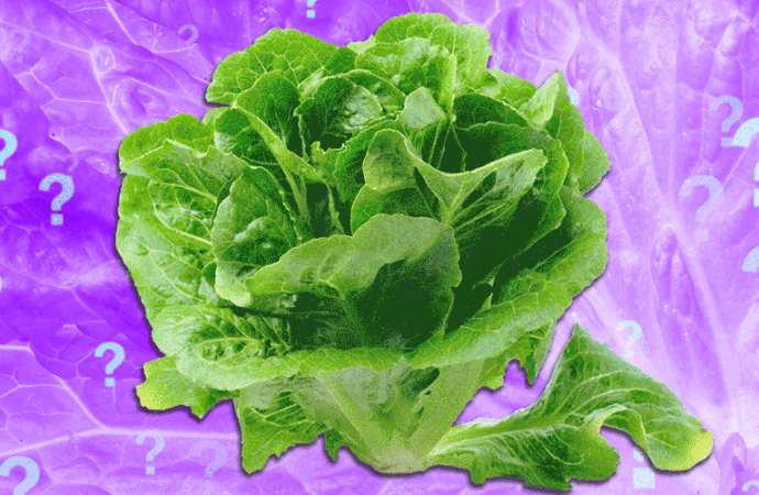 Is It Safe to Eat Lettuce Yet?