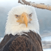 Jackie the bald eagle dead at 14