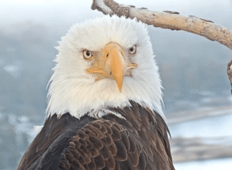 Jackie the bald eagle dead at 14
