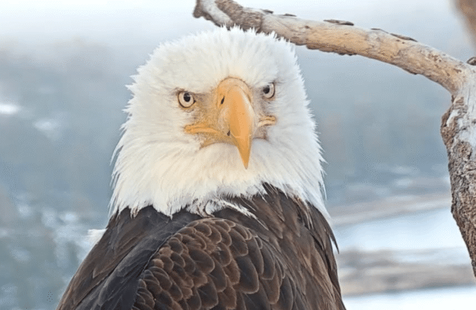 Jackie the bald eagle dead at 14