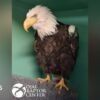 Jackie the bald eagle dies after weeks of intensive care