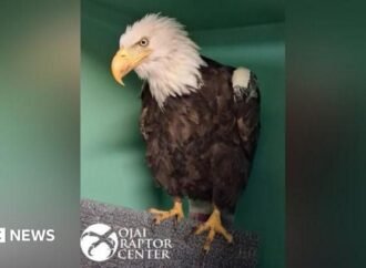 Jackie the bald eagle dies after weeks of intensive care