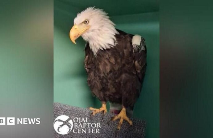 Jackie the bald eagle dies after weeks of intensive care