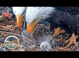 Jackie the bald eagle’s anemia worsens