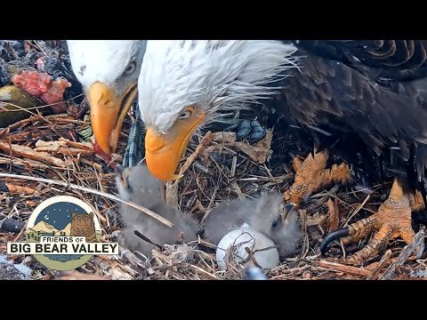 Jackie the bald eagle’s anemia worsens