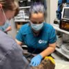 Jackie the bald eagle’s blood values drop again, still in critical condition
