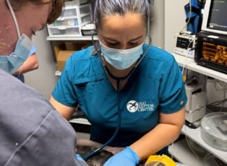 Jackie the bald eagle’s blood values drop again, still in critical condition