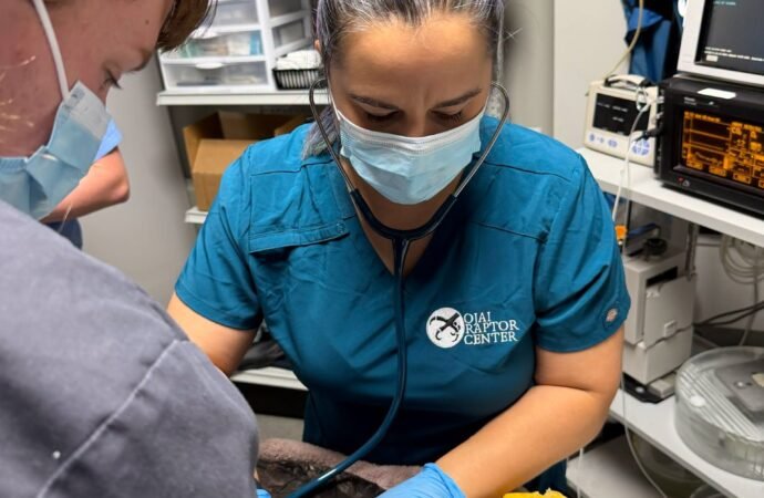 Jackie the bald eagle’s blood values drop again, still in critical condition
