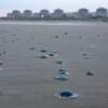 Jellyfish swarms knock out 3.2 gigawatts of French nuclear power | Fortune