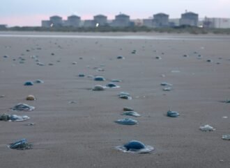 Jellyfish swarms knock out 3.2 gigawatts of French nuclear power | Fortune