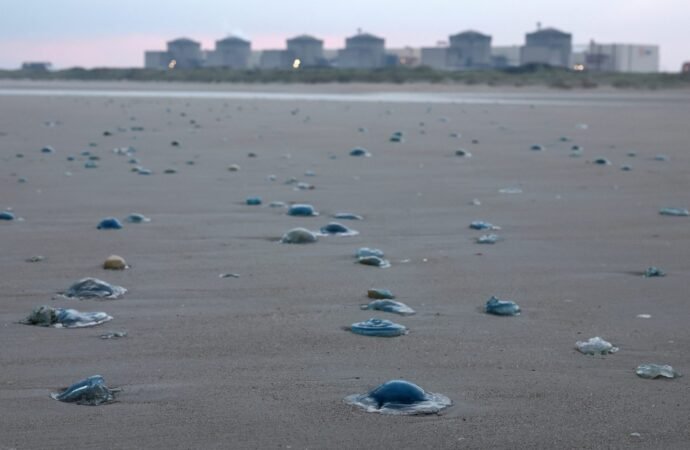 Jellyfish swarms knock out 3.2 gigawatts of French nuclear power | Fortune