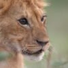 Jon Favreau on His First Documentary, National Geographic’s ‘Lion’: Not Knowing Whether the Lead Character Would Survive Was ‘Harrowing’