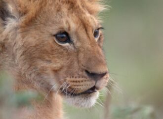 Jon Favreau on His First Documentary, National Geographic’s ‘Lion’: Not Knowing Whether the Lead Character Would Survive Was ‘Harrowing’