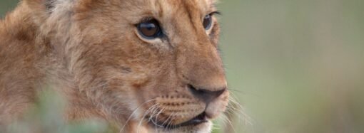 Jon Favreau on His First Documentary, National Geographic’s ‘Lion’: Not Knowing Whether the Lead Character Would Survive Was ‘Harrowing’