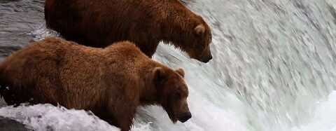 New Fat Bear Week children’s book turns Katmai’s famous bears into wrestlers