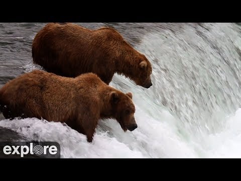 Katmai mother bear kills cub in second tragic incident of the summer