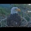 Kaydee the bald eagle visits Shadow’s nest with a feather in her nostril