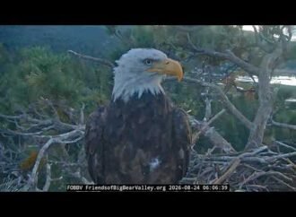 Kaydee the bald eagle visits Shadow’s nest with a feather in her nostril