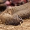 Kenya: Four arrested over suspected poisoning of elephants