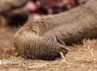 Kenya: Four arrested over suspected poisoning of elephants